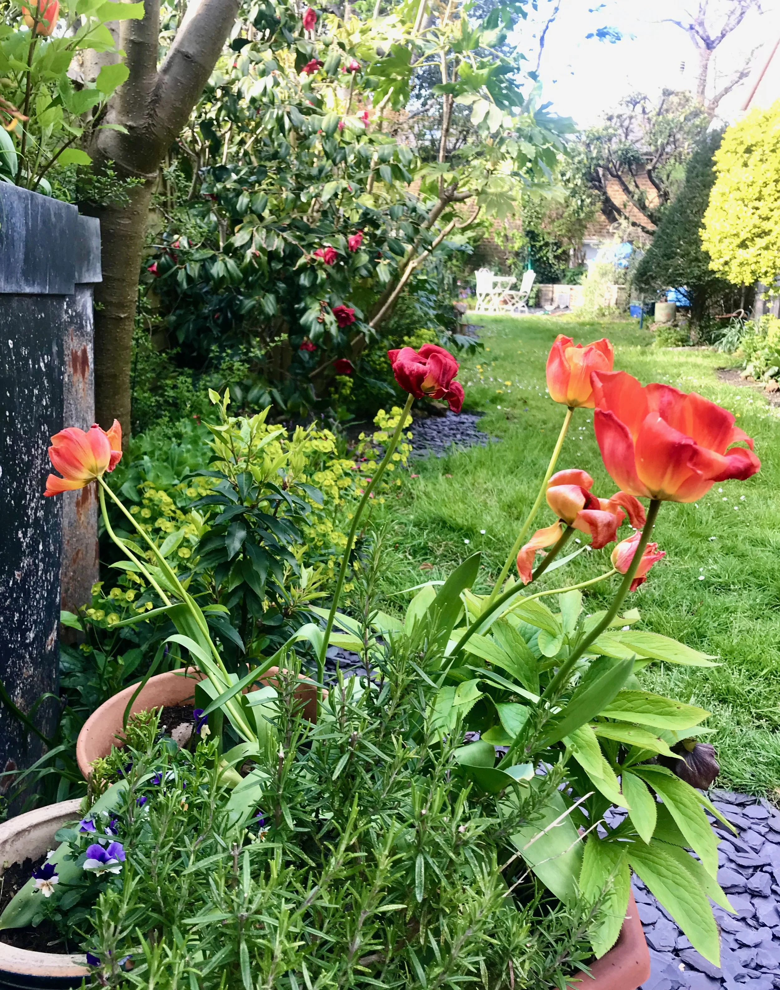The tulips just going over and lolling all over the rosemary for support