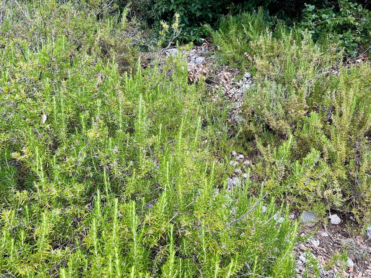 Looking down to the juniper which now lined the path