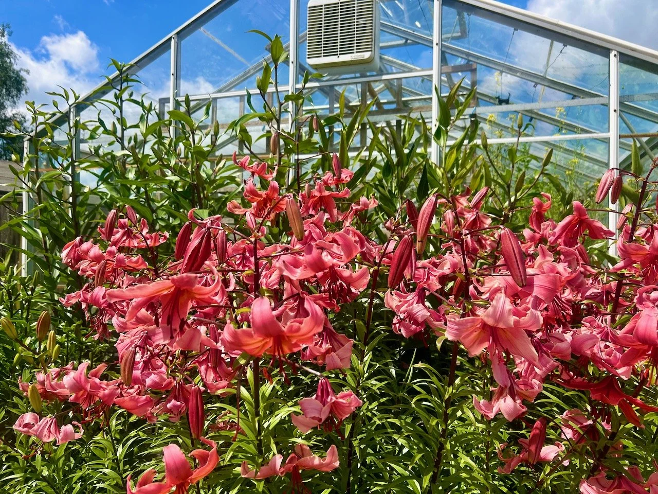 Glorious pink lilies