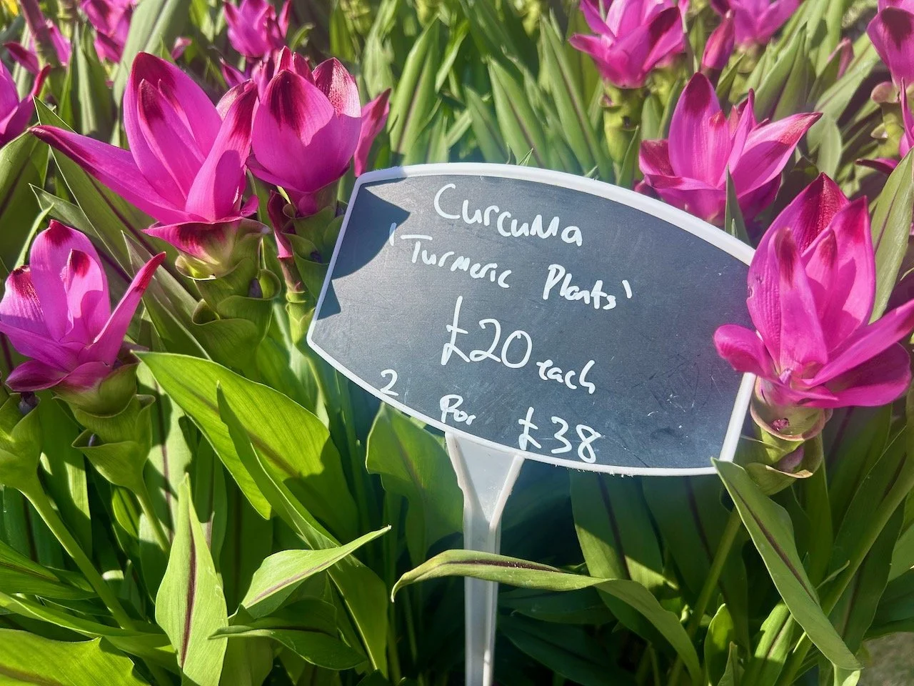 Curcuma 'Tumeric Plants'