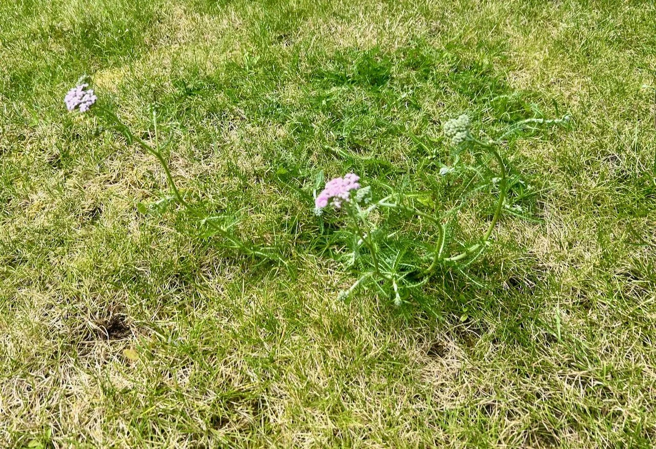 Weeds having the audacity to actually flower in my grass