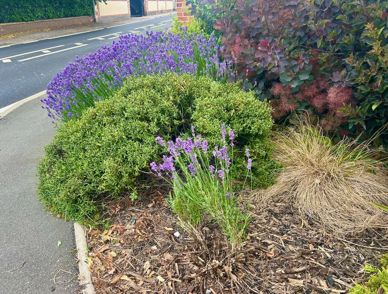 the remains of the unhappy lavender - just the centre of the bush remains