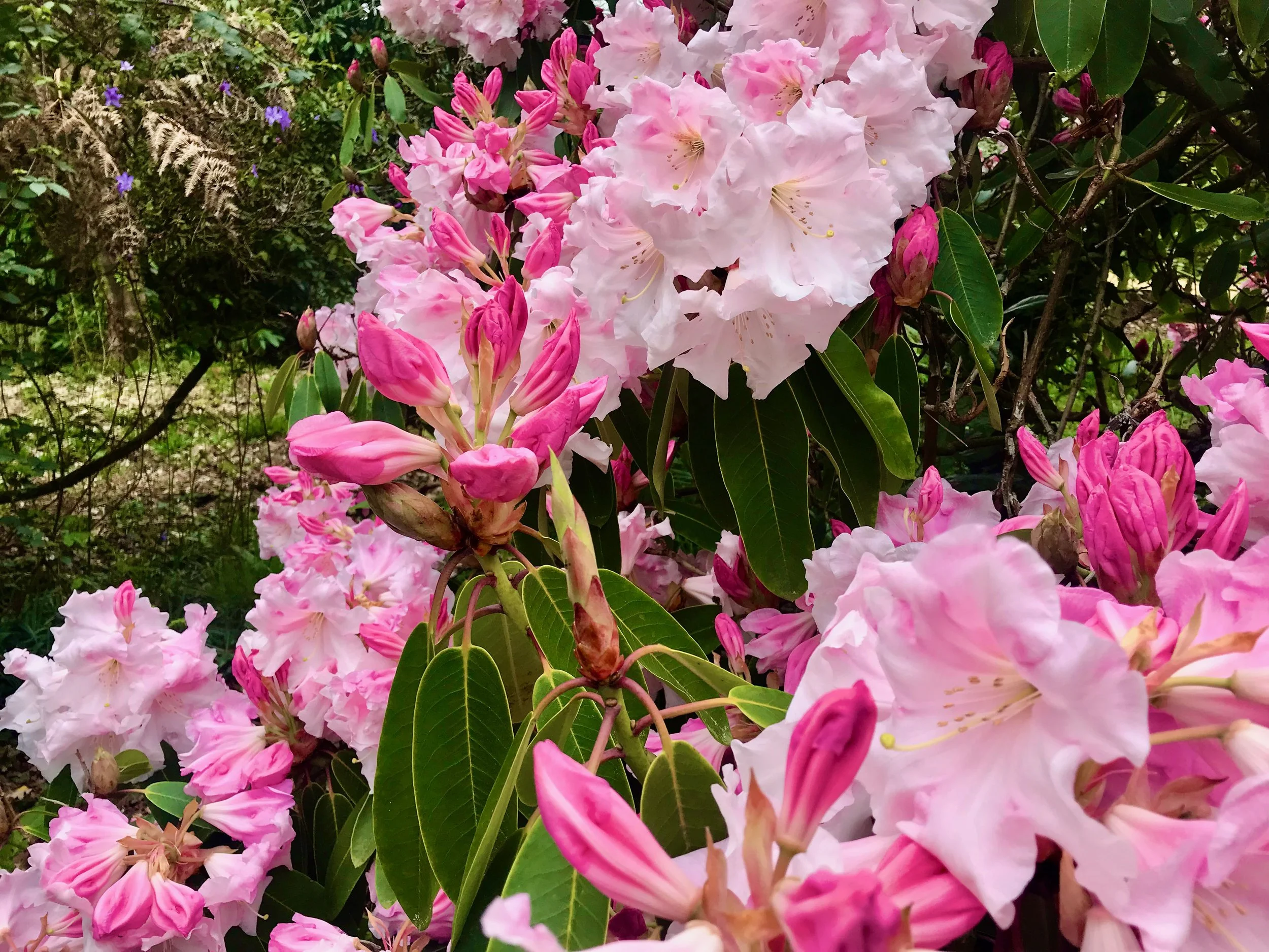 Boom! filling the frame with glorious pink rhododendron flowers