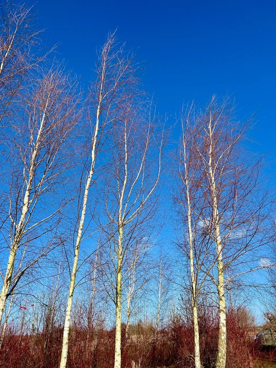 the Labyrinth at Farm Eco is enclosed with a circle of young silver birch trees which look magnificent against the blue skies