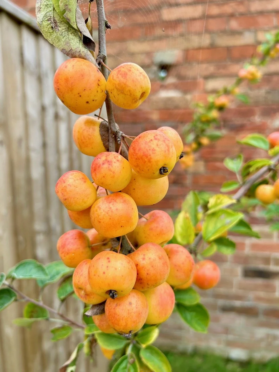 A truss of crab apples weighing down the small tree's branch
