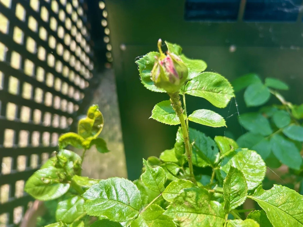 A rosebud - more flowers on the way?