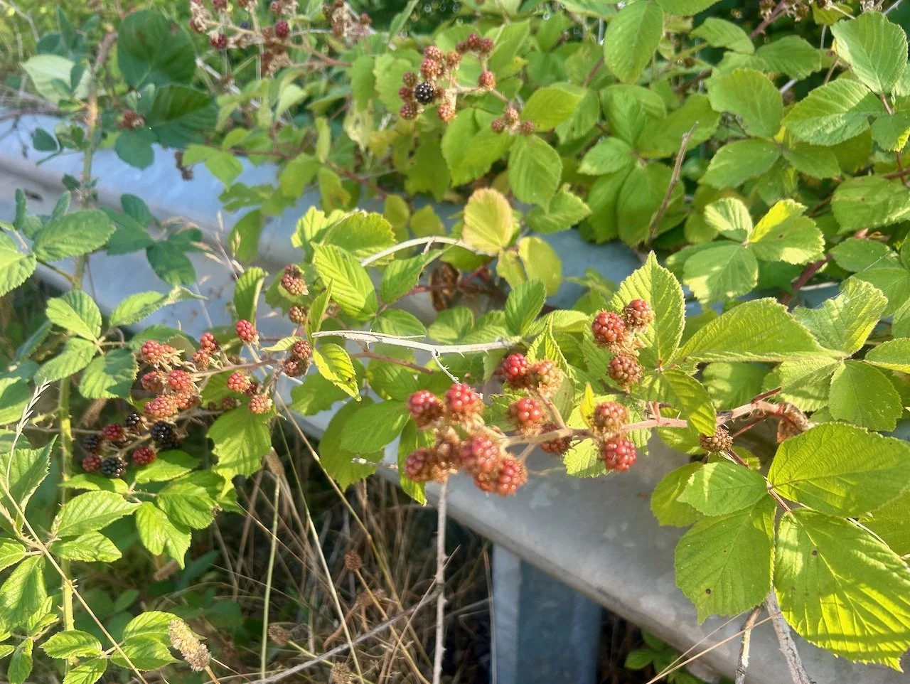 Wild blackberries on the side of the road