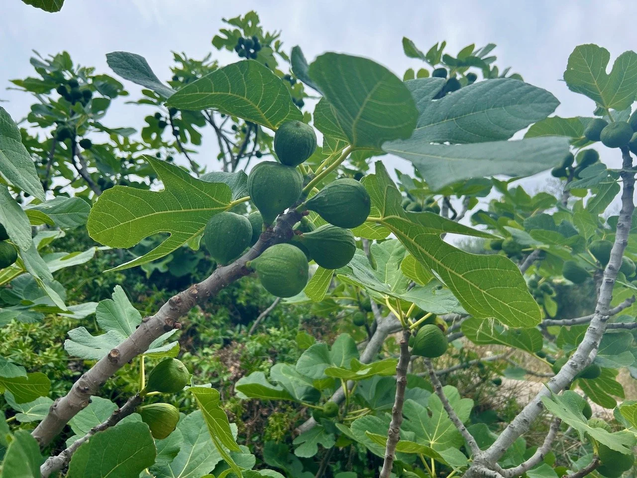 Figs growing high above us