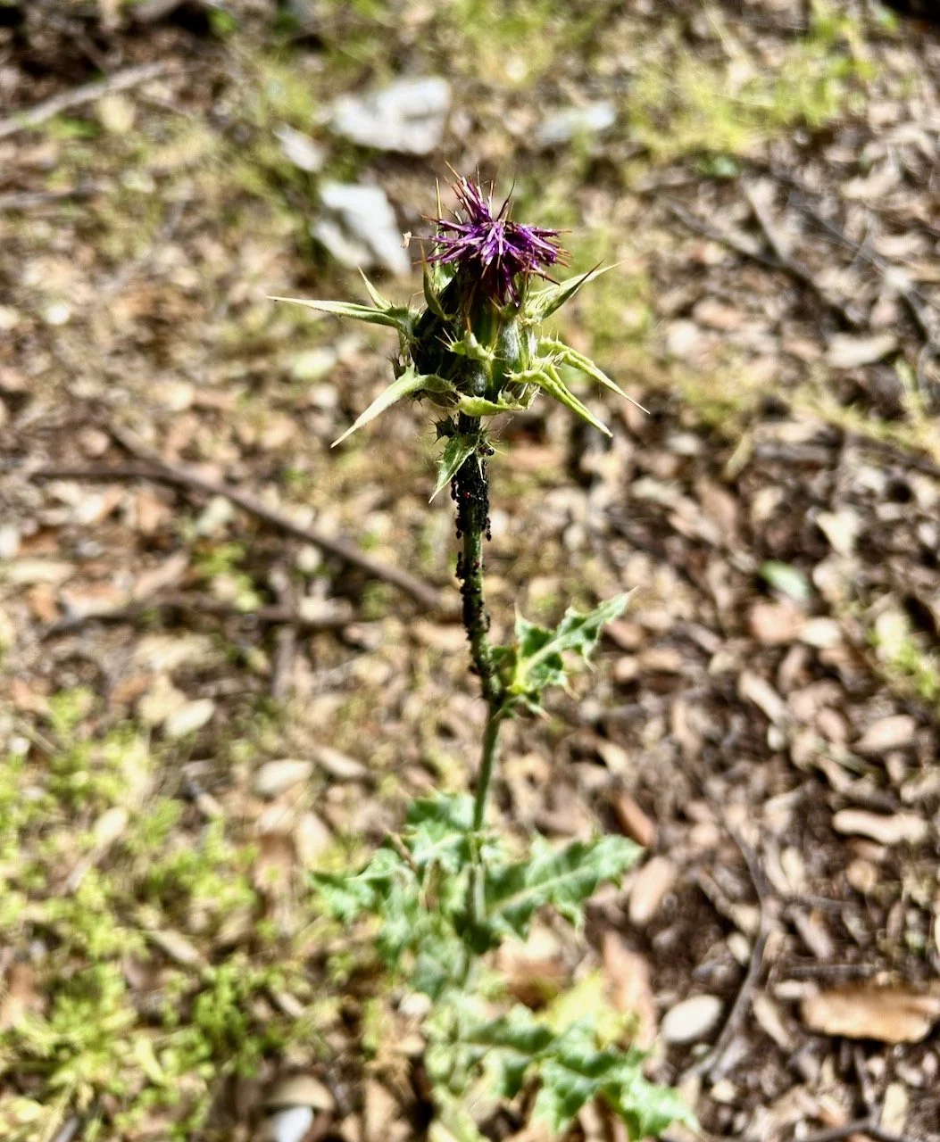 A single spiky thistle