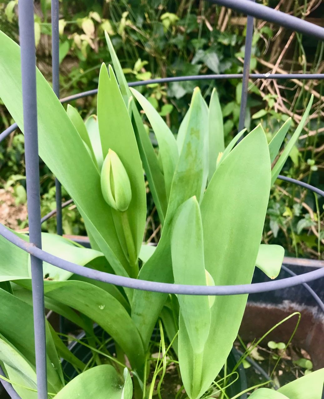 tulips growing within a circular frame