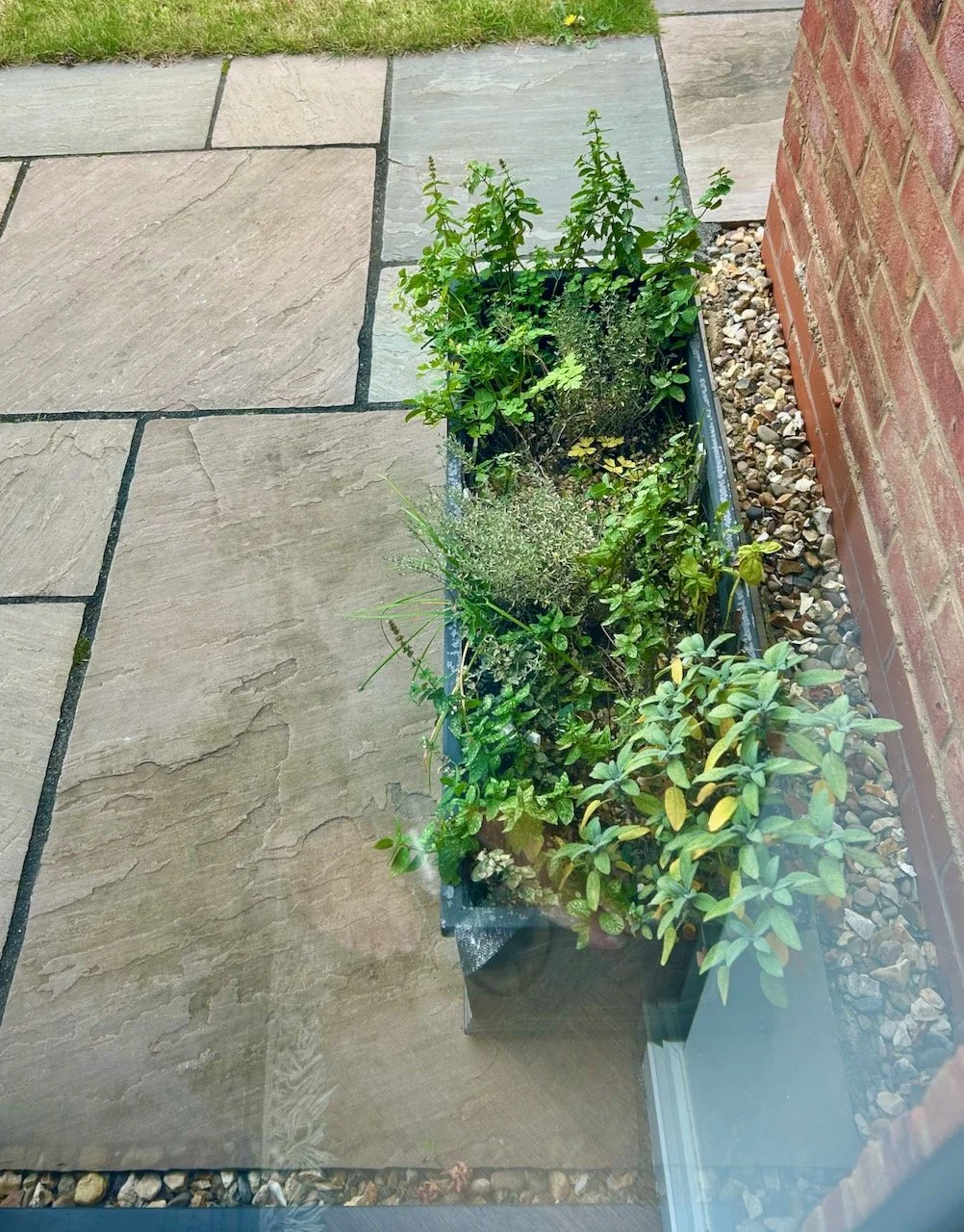 Looking out from the back door at the fully stocked herb planter