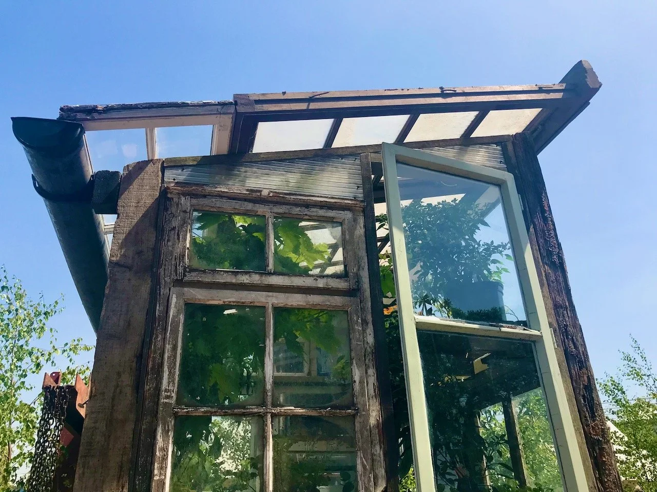 A greenhouse structure made from reclaimed doors and windows with plants growing inside up to the roof