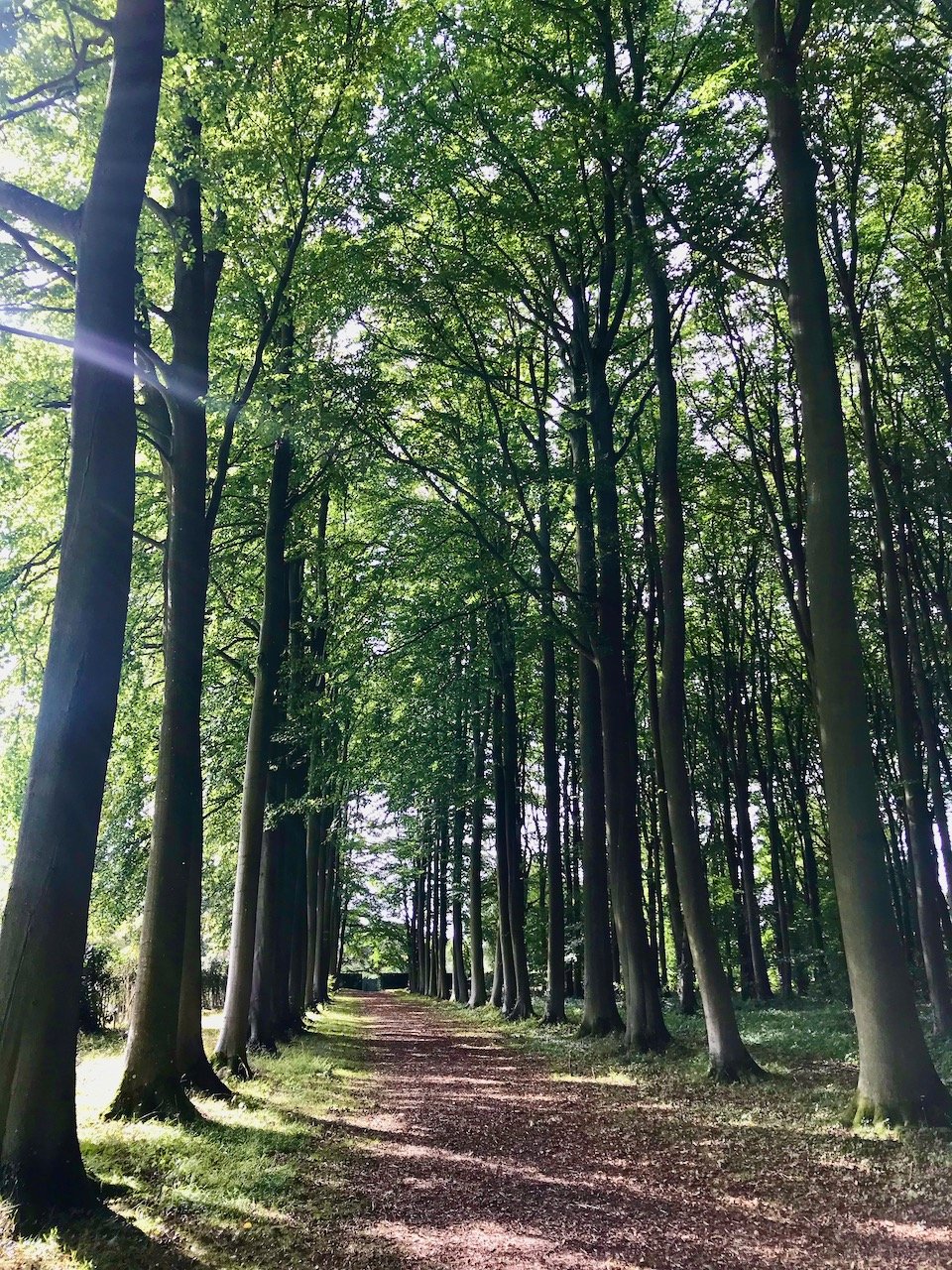 Walking through the Beech Allee with dappled sunlight streaming through the tall trees