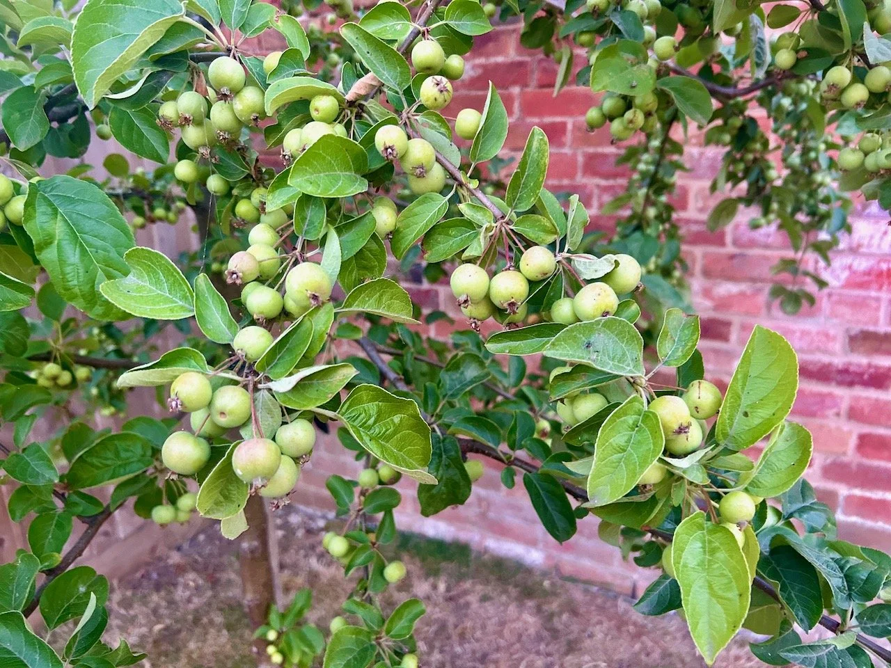 Plenty of green crab apples on this branch