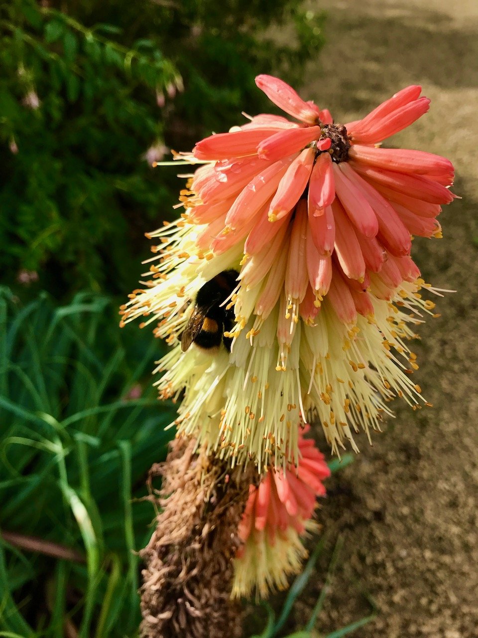 A bee falling asleep in the red hot poker - like you do