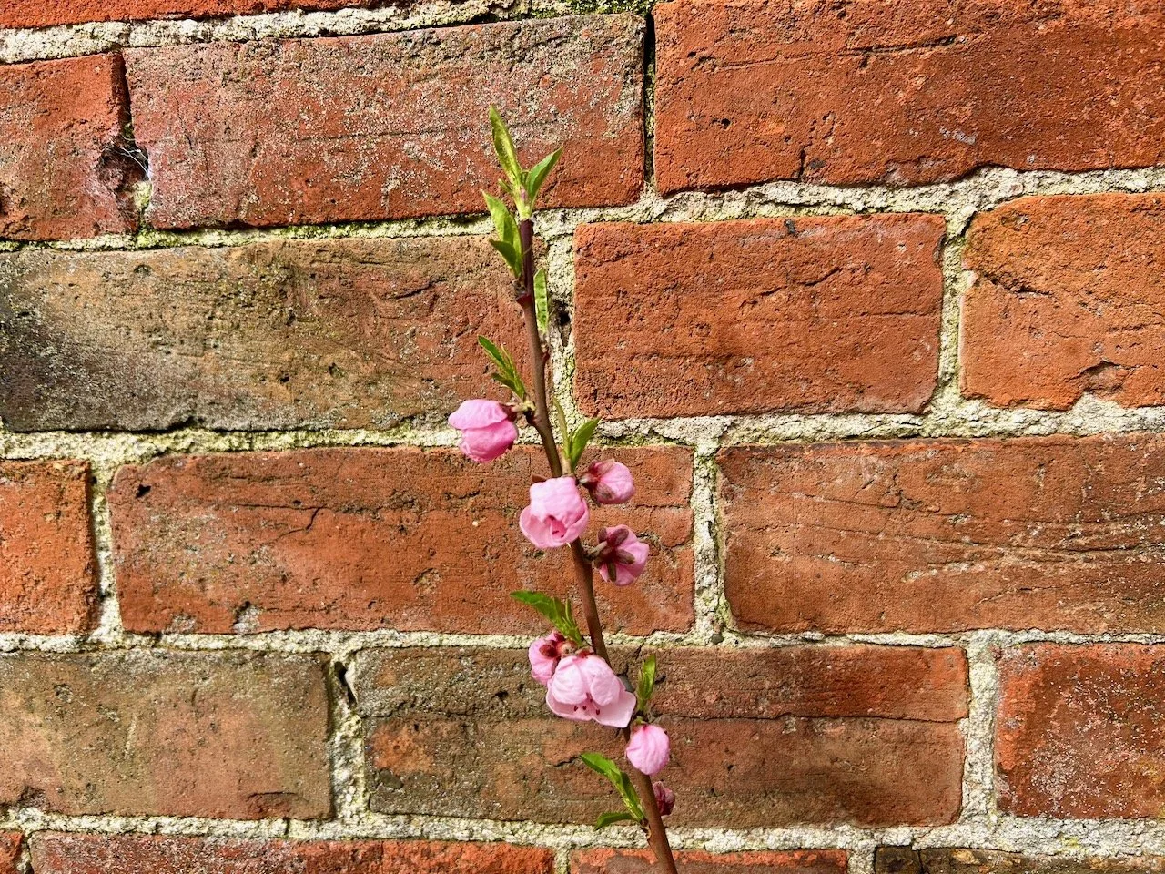 Round pink blossom buds on the upright stem of the nectarine plant (against the brick wall)