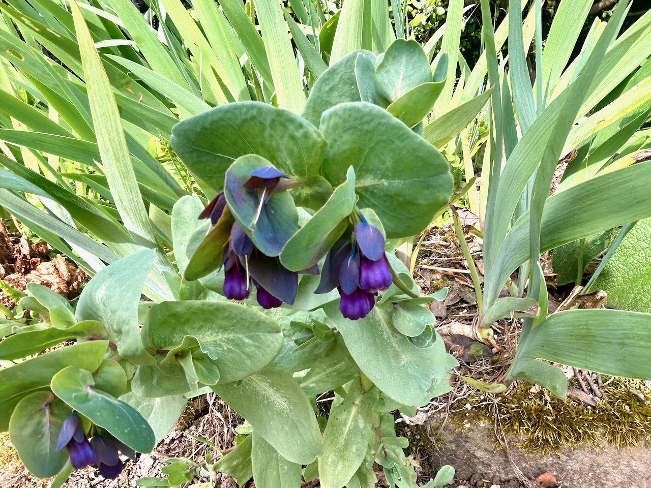 A small dusky purple 'wort' type plant