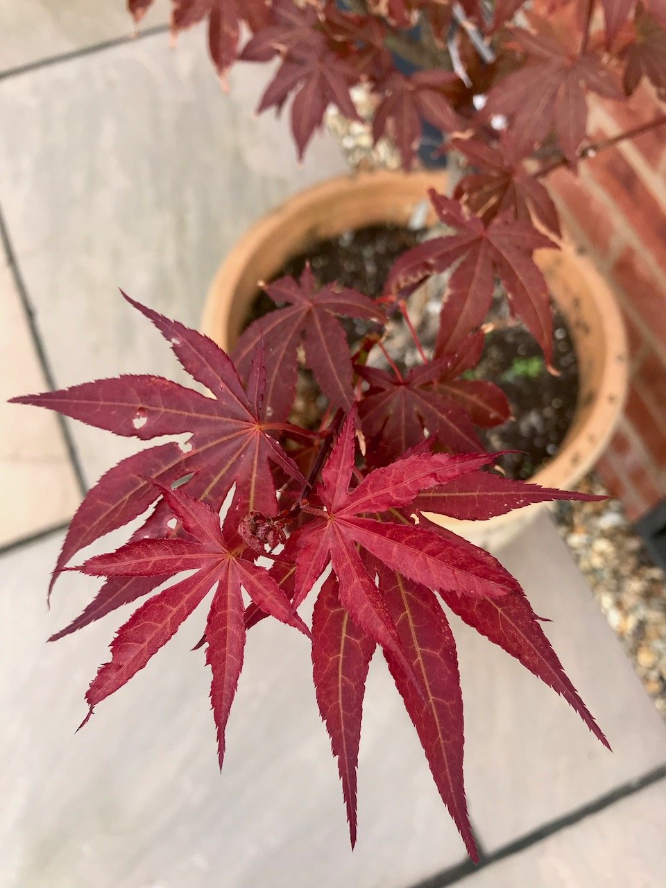 Looking down on new red leaves on the acer