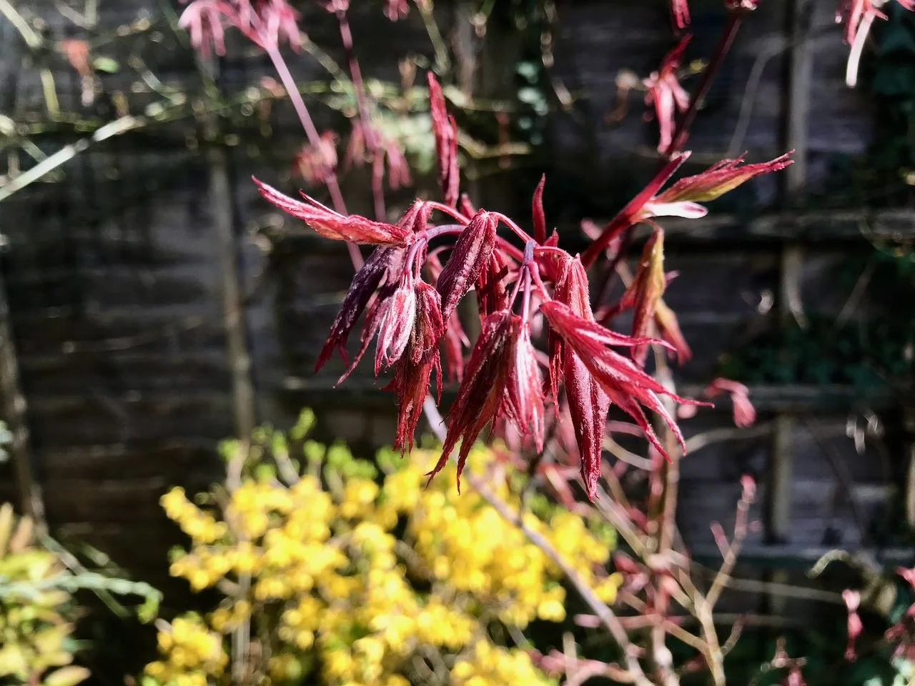 The red spindly leaves of the acer as it starts to wake up
