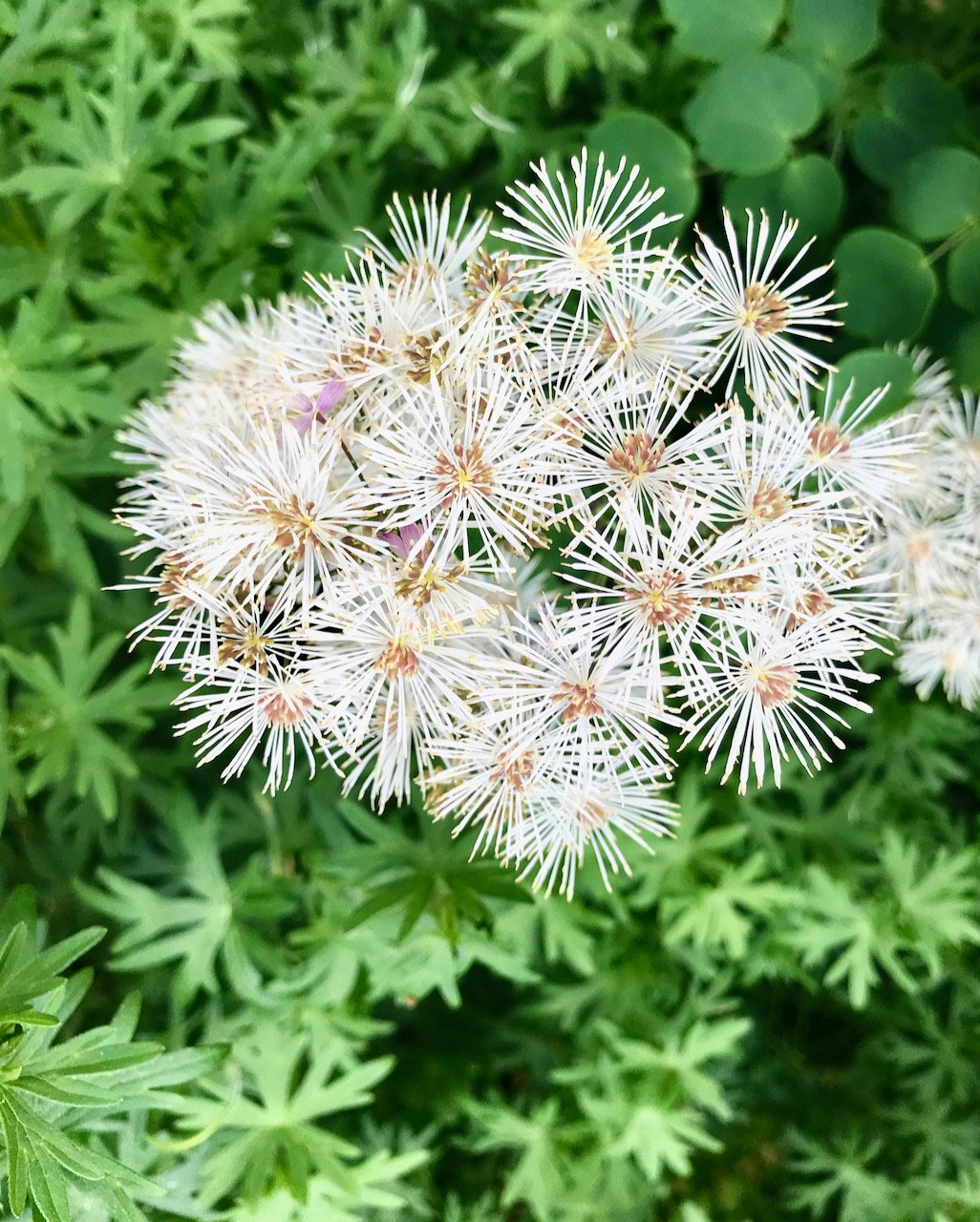 a white delicate flower with petals almost as thin as string against green foliage