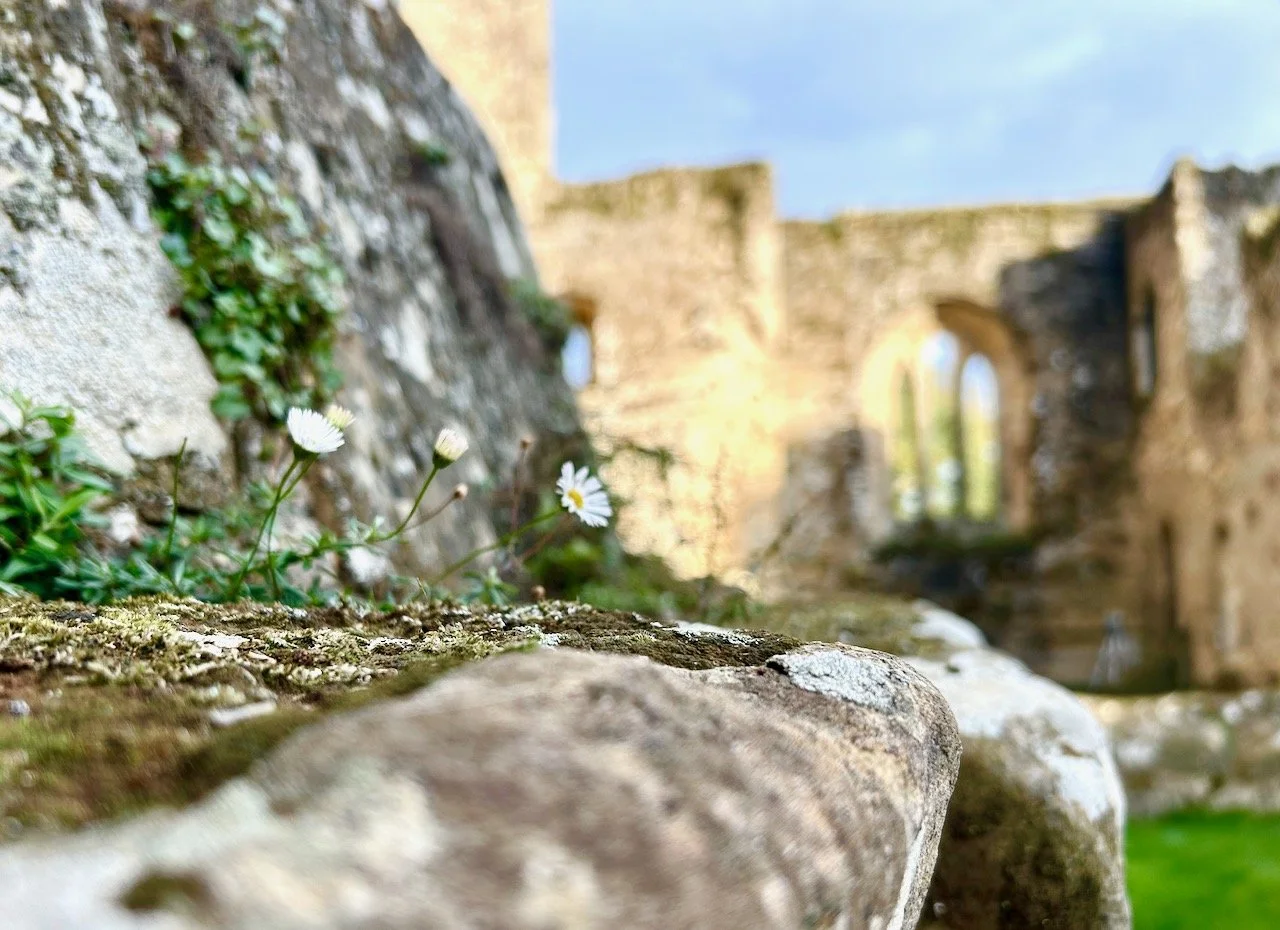 A dragon at Bodiam Castle