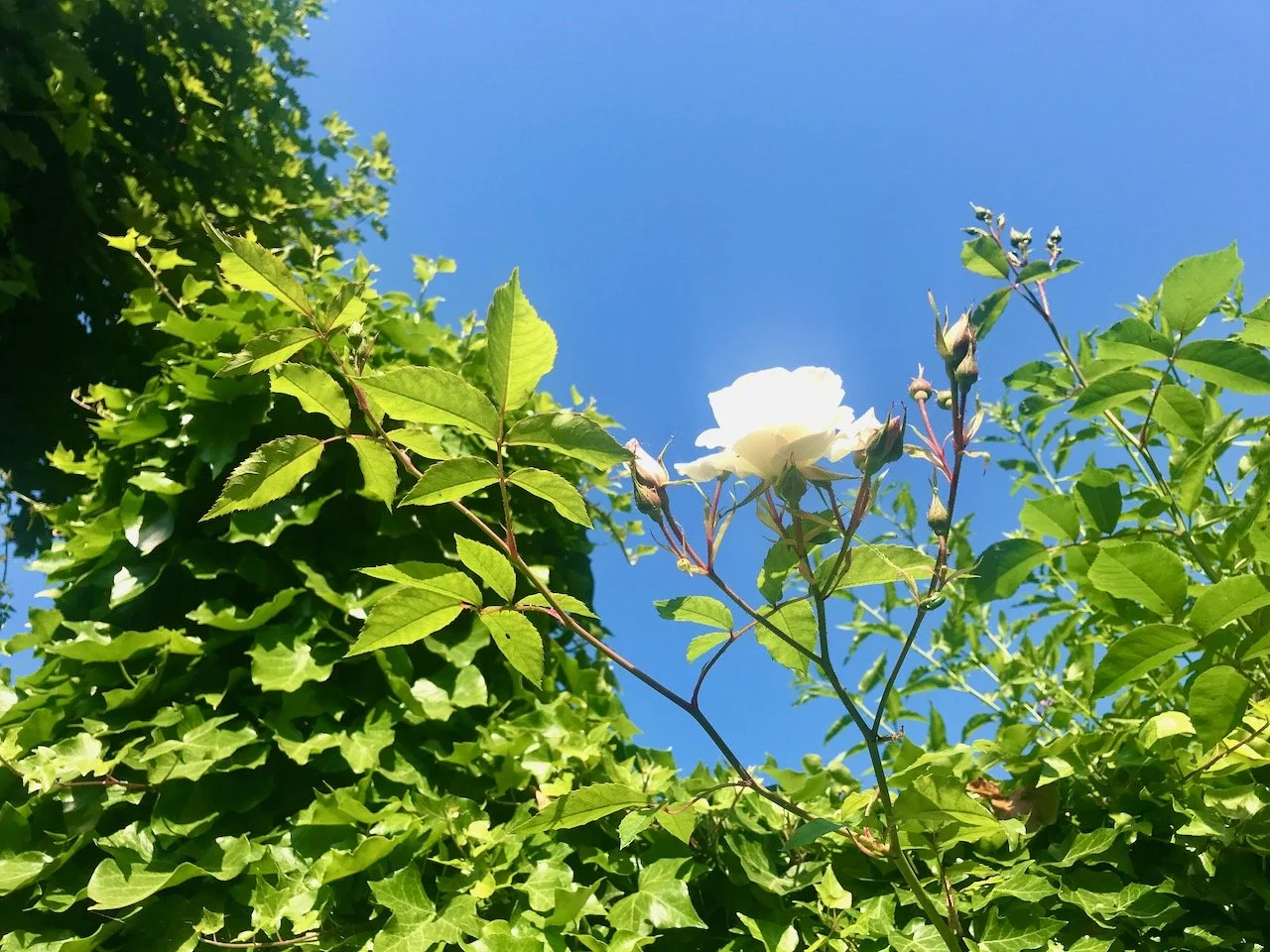 The Garden Year: June 2024