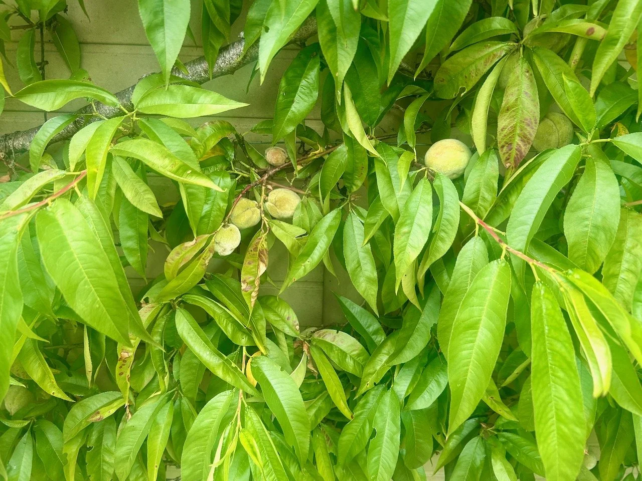Fruits on the peach tree in the Ornamental Kitchen Garden