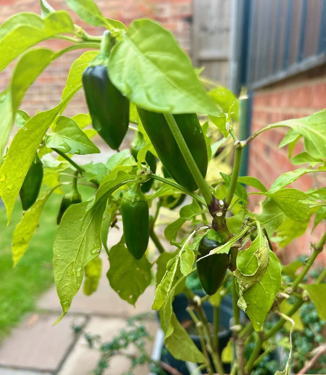 Green peppers still growing on the pepper plant - a bargain for £5!