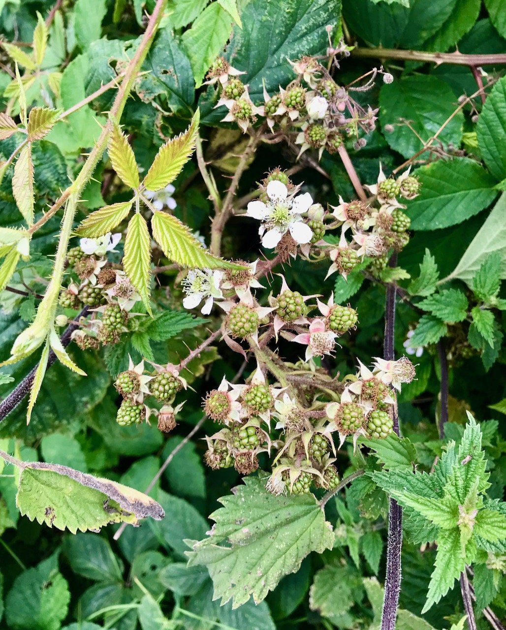 Brambles and scope for blackberrying later in the summer