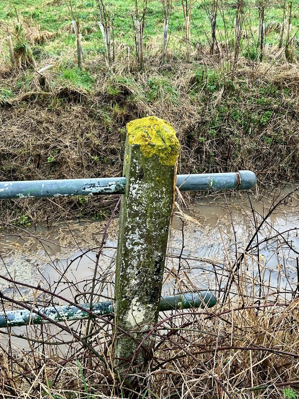 A lichen topped post with a ditch full of muddy water behind