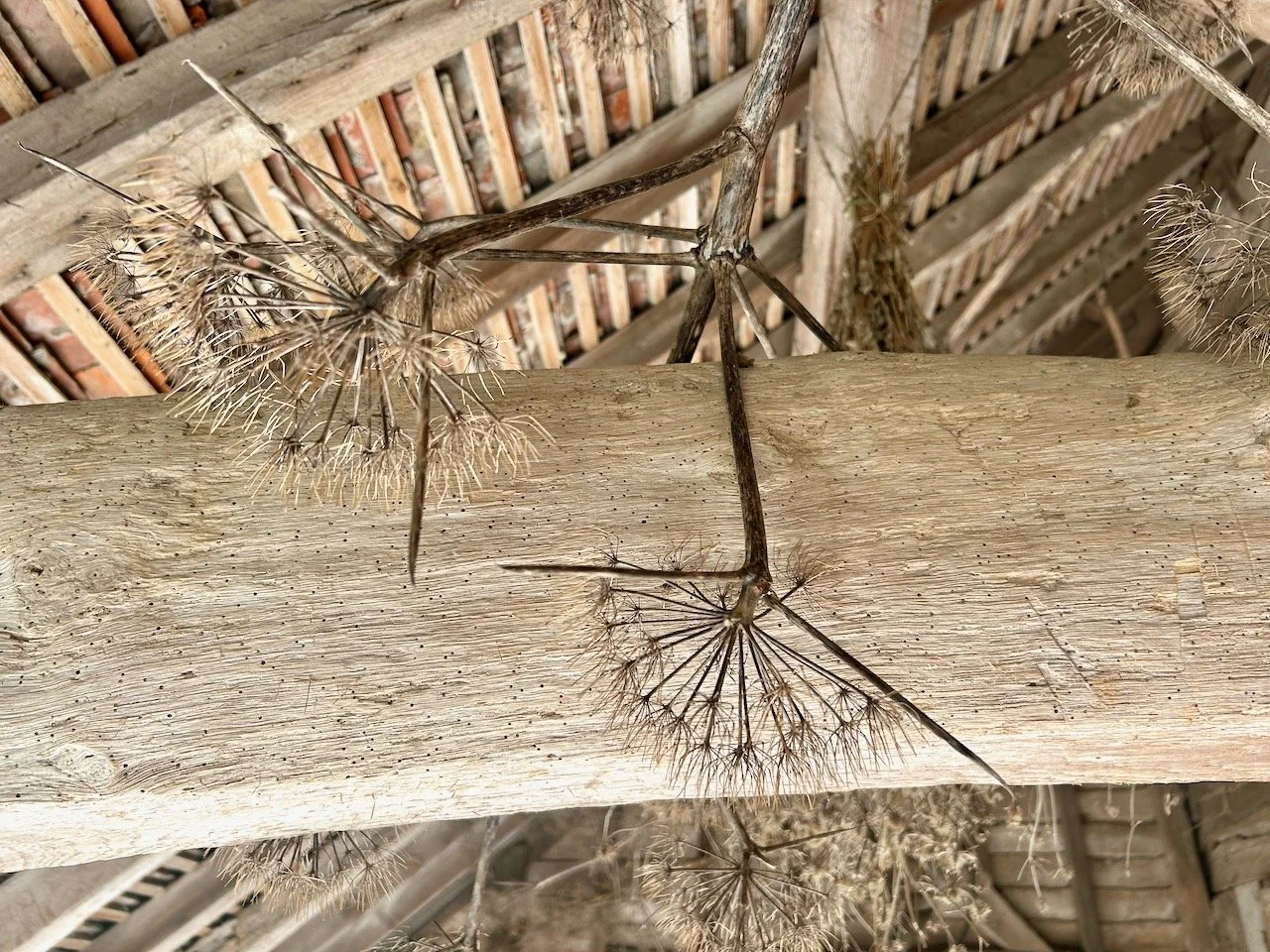 Seed heads drying on a beam in a wooden barn at Great Dixter