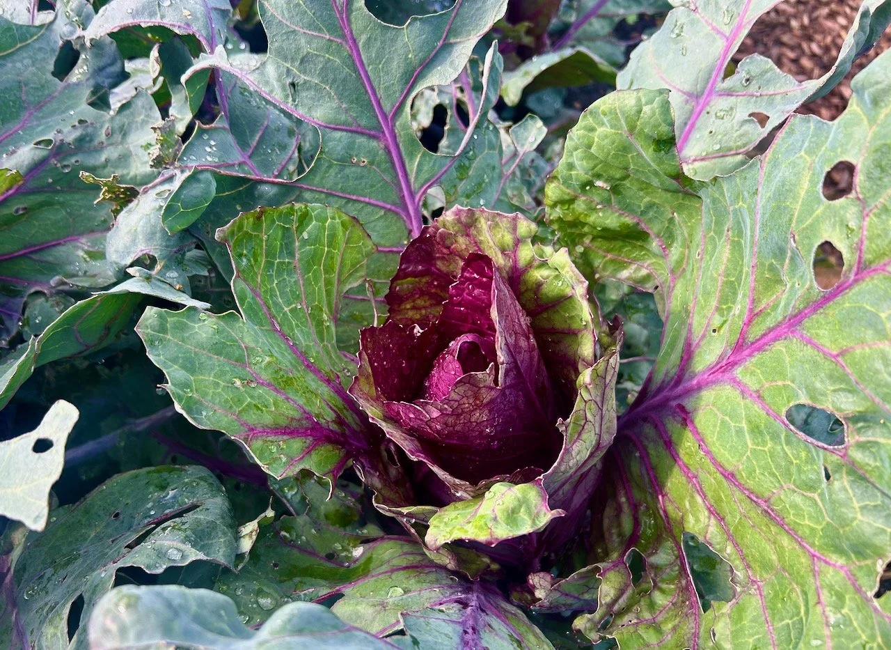 Looking down into a red hearted cabbage, outer leaves quite nibbled