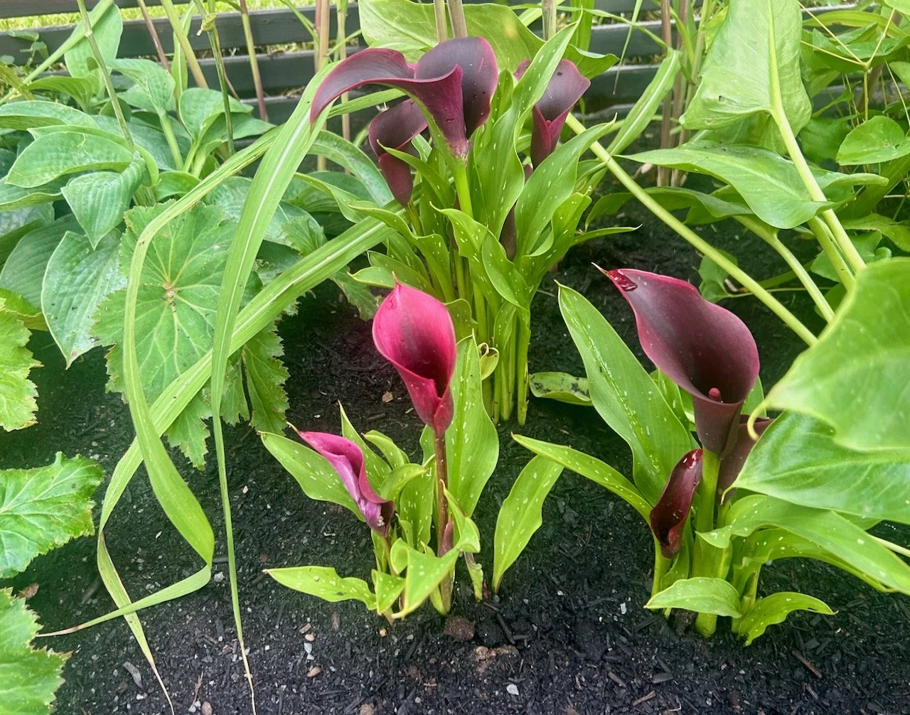 The dark arum lilies among the foliage