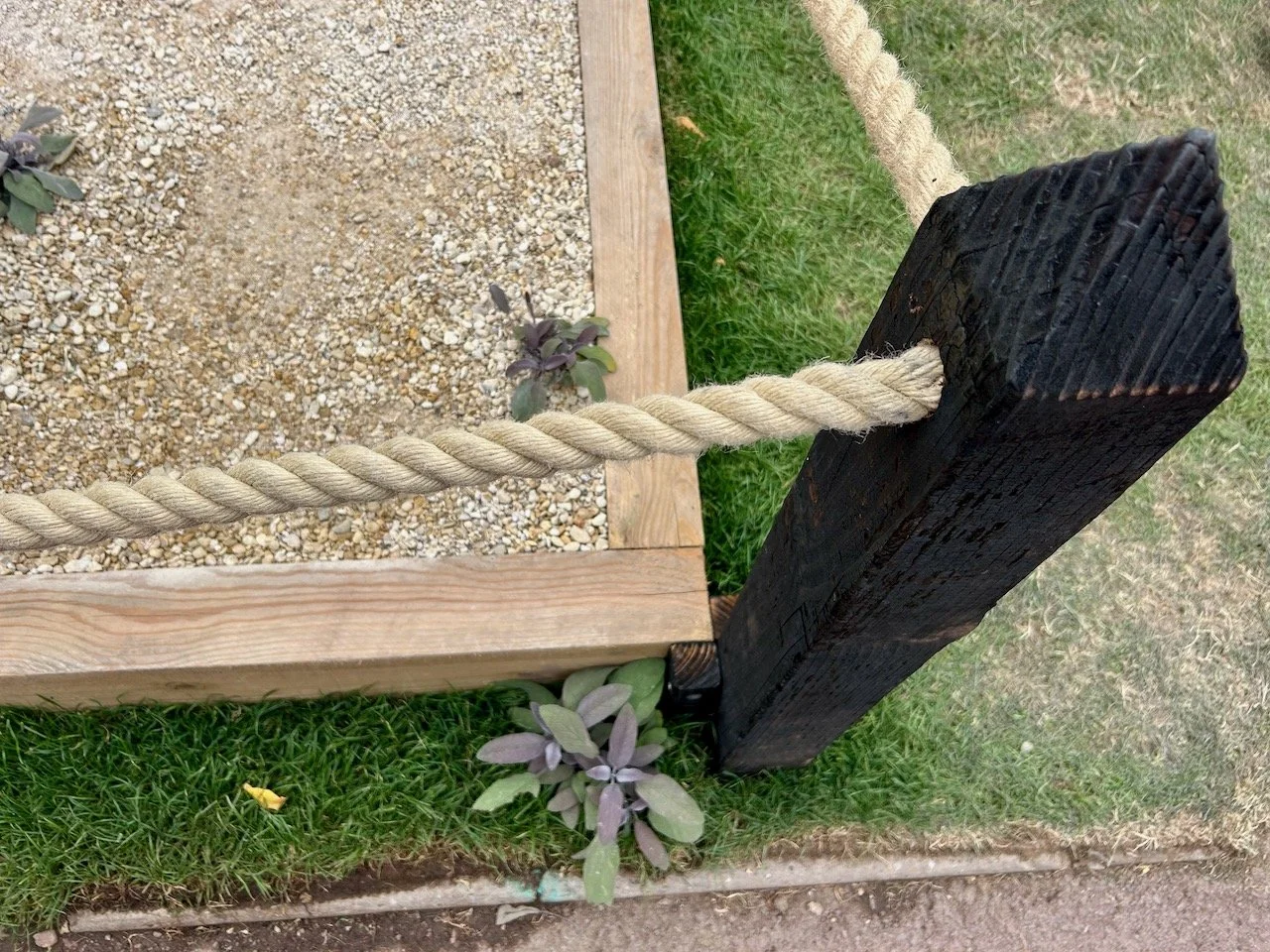 An escaped purple sage growing under the show garden's rope border
