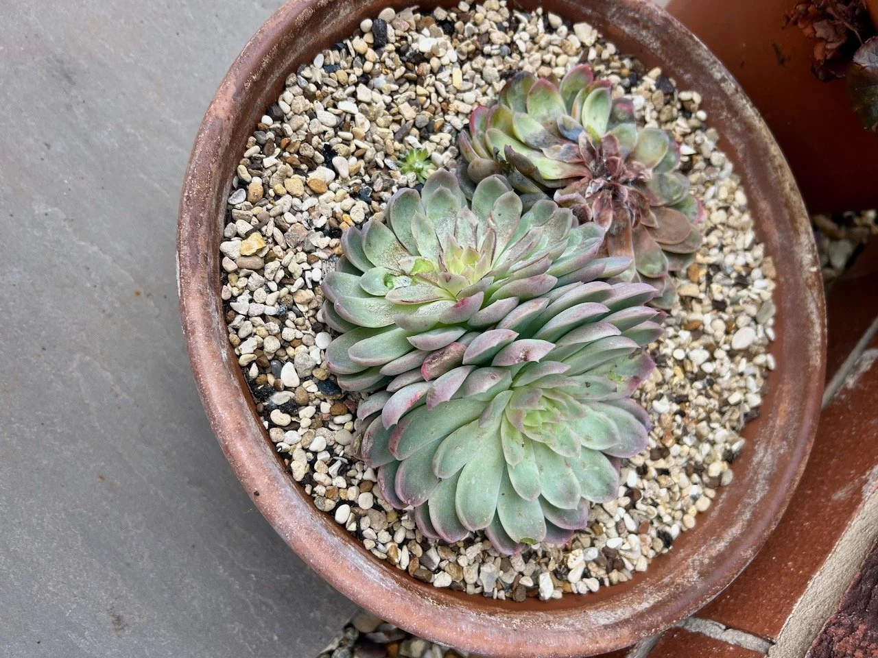 Three succulents in a pot - only two survived