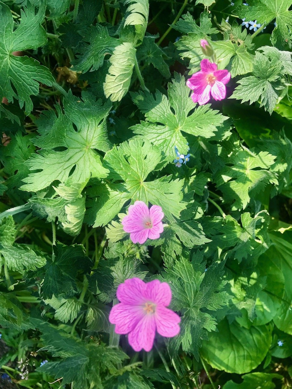 Pink flowers on the geranium - with some small forget me not flowers in the background