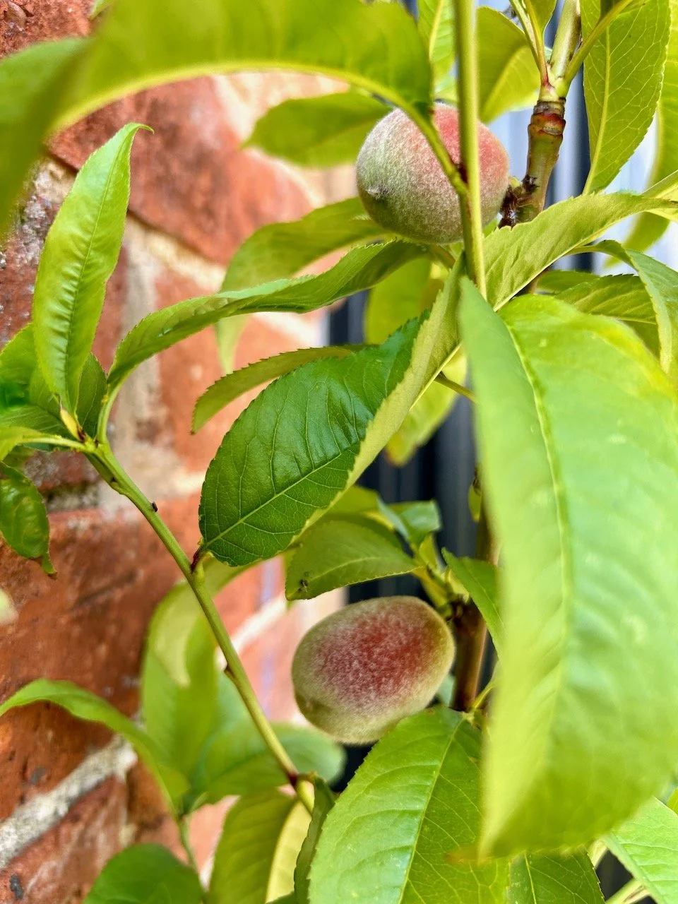 A couple of small nectarines growing towards the end of the month
