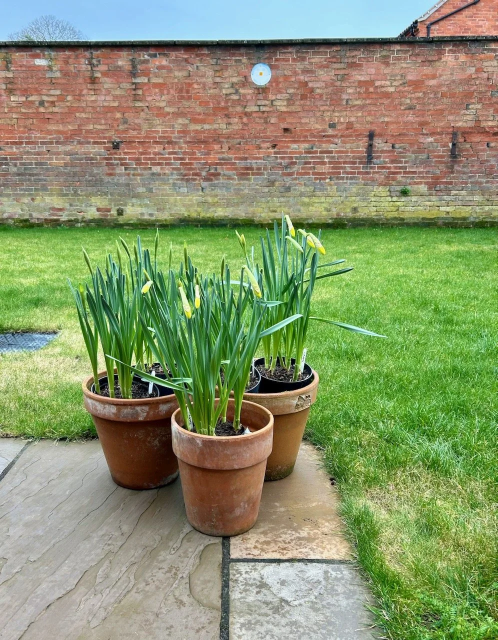 The bulbs are much taller and more daffodil like, but still not flowering.  The pots are now in terracotta pots on the edge of the patio with the grass and brick wall behind
