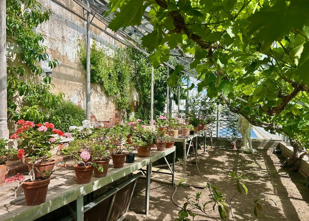 A glasshouse to be envious of - with a fig, vine and plenty of potted geraniums