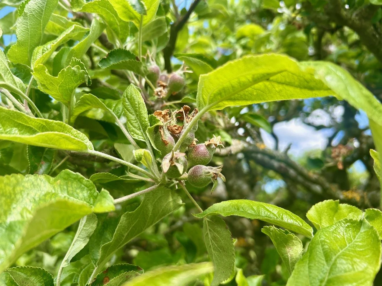 apples starting to form on the branches