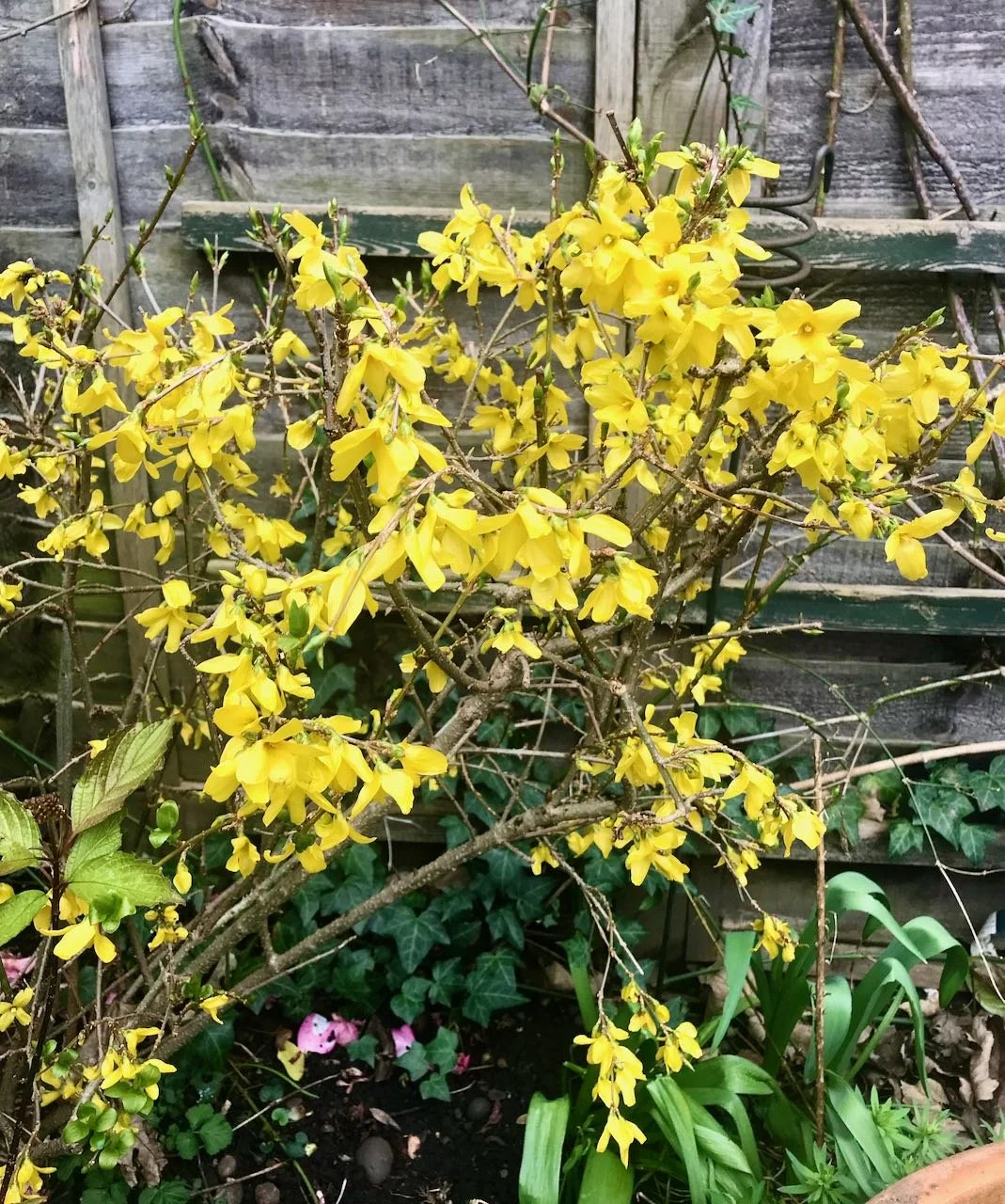 The small forsythia bush in full colour - such a cheery sight