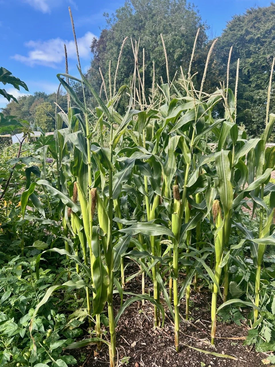 Sweetcorn growing in the potager at Scampston Hall