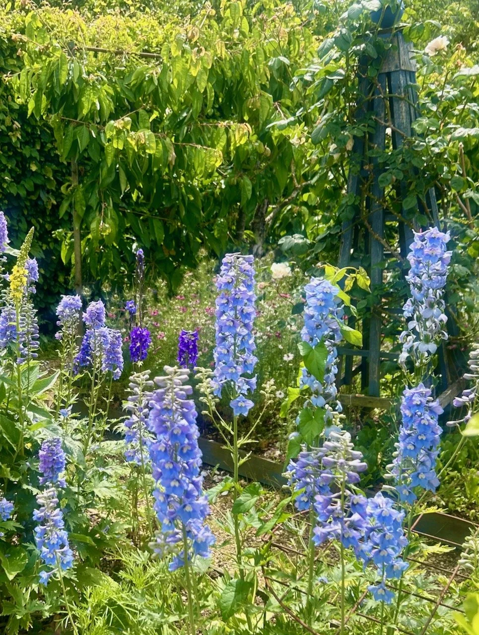 Admiring the ornamentals in the Parterre garden