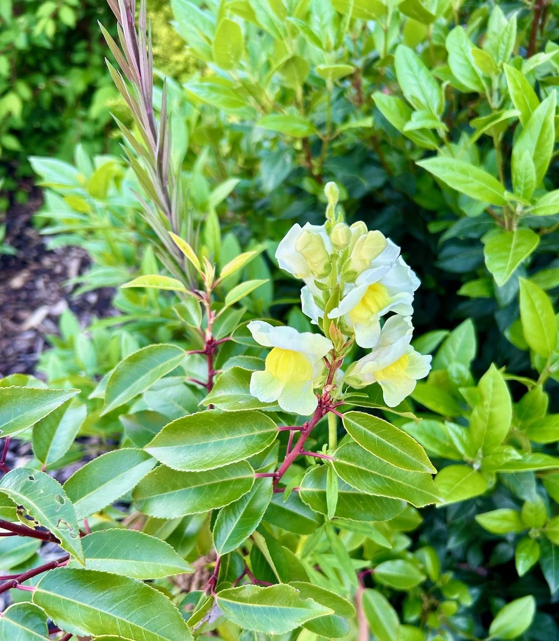a yellow flowering antirhinnum amongst the potted twisted cherry tree