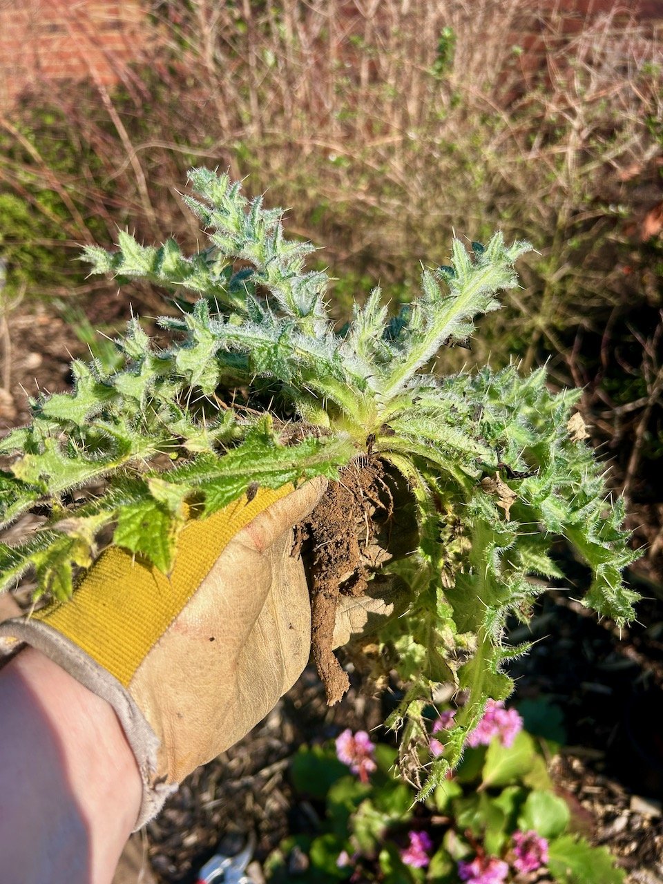 The large weed pulled out - it's large!
