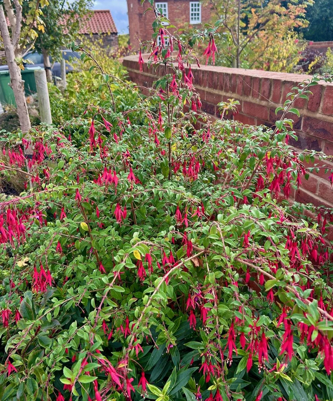 The fuchsia in the outside border remains full of colour