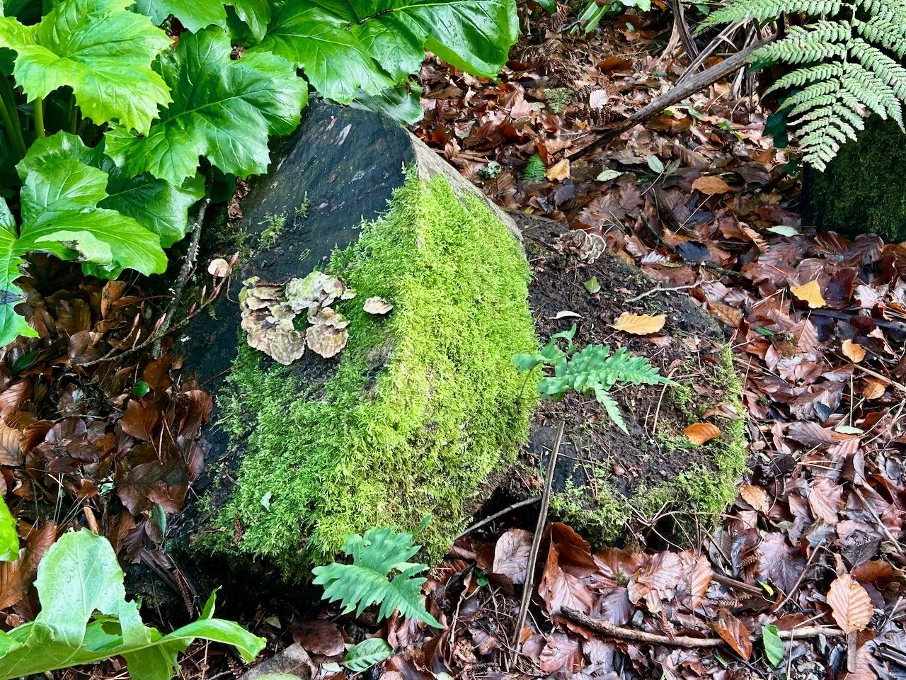 A woody area with bright green moss growing on a tree stump, along with ferns and funghi
