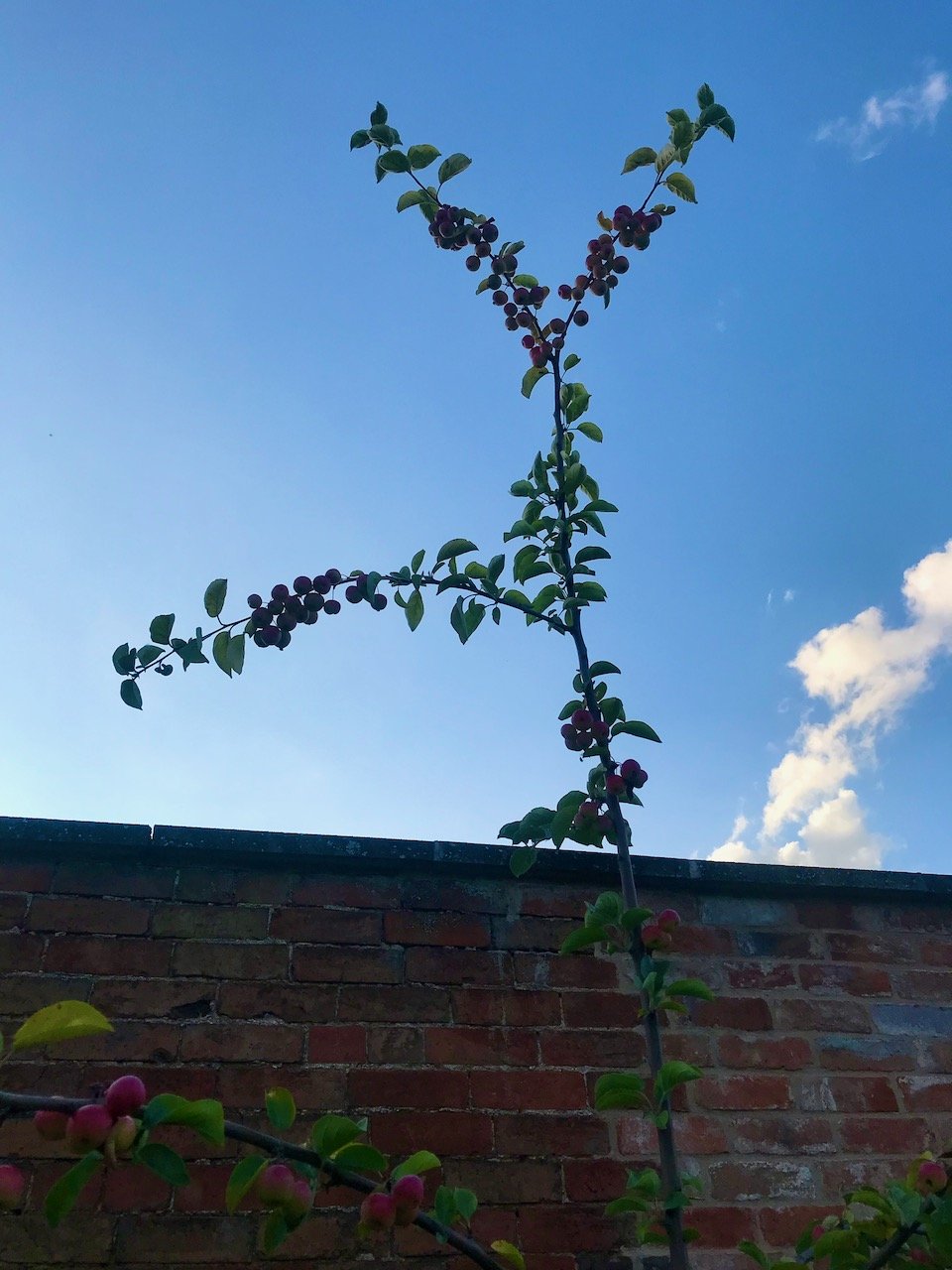 The crab apple tree is growing tall, and probably needs cutting back