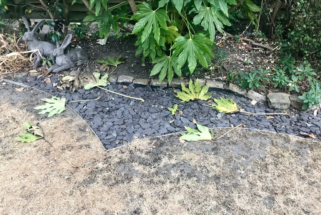shedded, crunchy leaves which have dropped from the fatsia to the slate below.