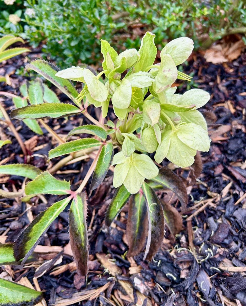 The palest creamy greeny hellebore in flower - so delicate